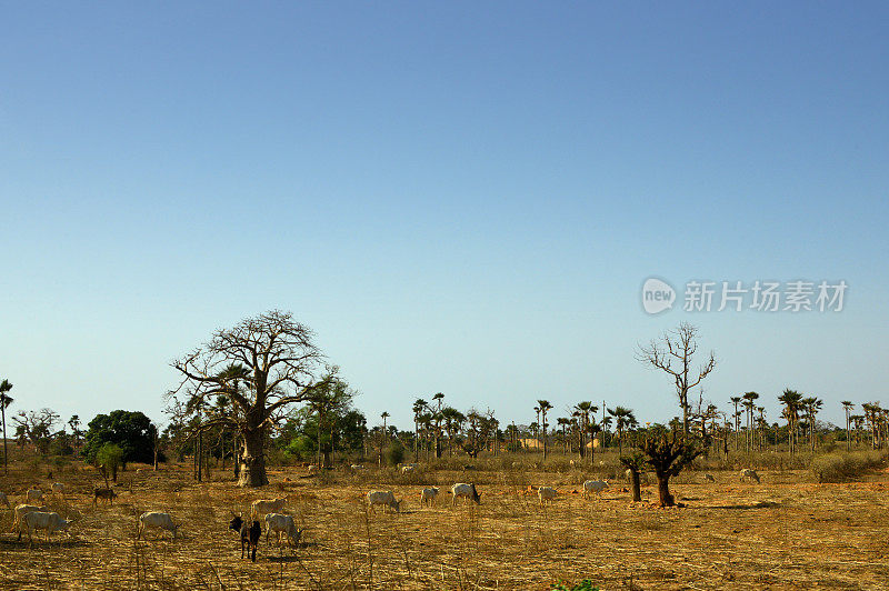 N'Diasse forest - baobabs and cows - Thiès Region, Senegal